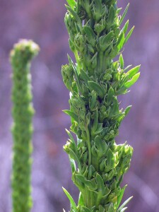 Salt lawrencia mature flower spike