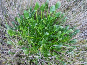 Salt Lawrencia plant
