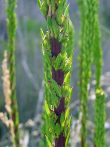 Salt Lawrencia young flower spike