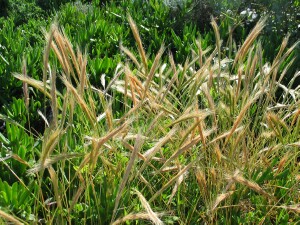 Flowering plants of Sand Fescue
