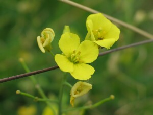 Sand Rocket flowers
