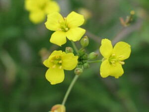 Sand Rocket flowers