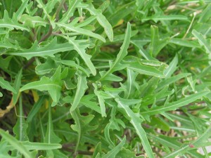 Sand Rocket leaves