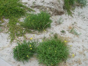 Sand Rocket plants