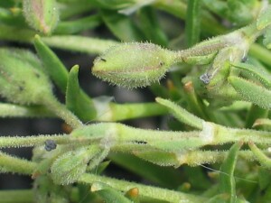 Sand Spurrey - flower_buds