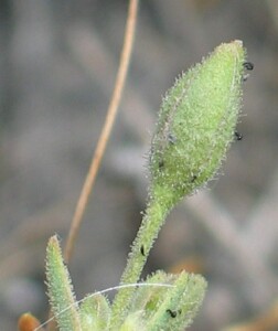 Sand Spurrey - flower_buds