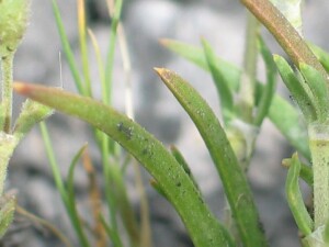 Sand Spurrey - leaves