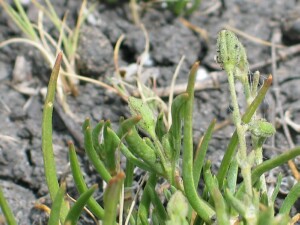 Sand Spurrey - leaves