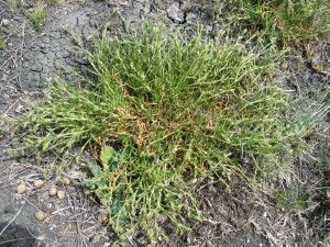 Sand Spurrey - plant