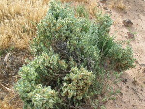Bush of Satiny Bluebush