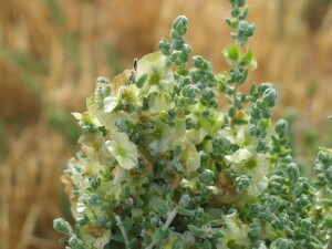 Flowering plant of Satiny Bluebush