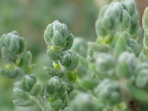 Young leaves of Satiny Bluebush