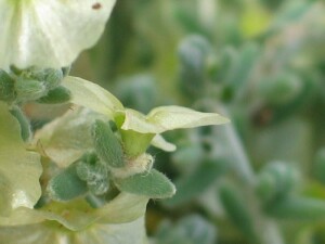 Side view of Satiny Bluebush