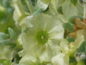 Upper view of Satiny Bluebush