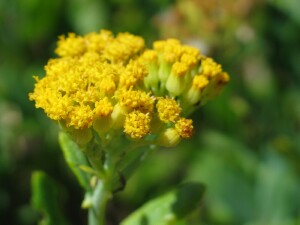 Scented Groundsel flower cluster