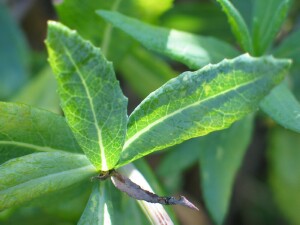 Leaves of Scented Groundsel