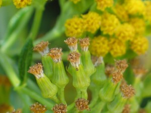 Spent flowers of Scented Groundsel