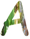 Salt Tolerant Plants - A