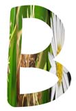Salt Tolerant Plants - B