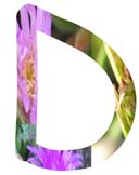 Salt Tolerant Plants - D