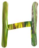 Salt Tolerant Plants - H