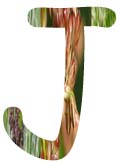 Salt Tolerant Plants - J