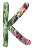 Salt Tolerant Plants - K