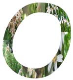 Salt Tolerant Plants -O