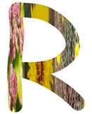 Salt Tolerant Plants -R