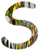Salt Tolerant Plants -S