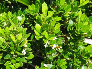 Sea box branches