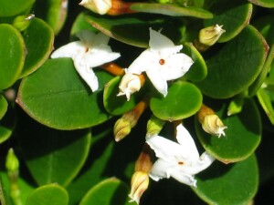 Sea Box buds