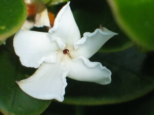 Sea box flower