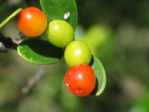 Sea box fruit