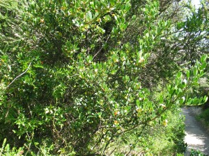 Sea box plant