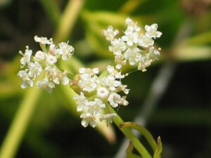 Flowers of Sea Celery