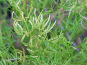 Sea Celery leaves