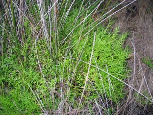 Sea Celery plant