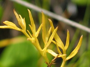Yellowed mature leaves of Sea Celery