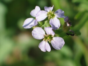 Sea Rocket flowers
