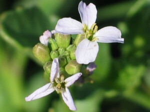 Sea Rocket flowers