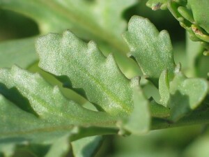 Sea Rocket leaf