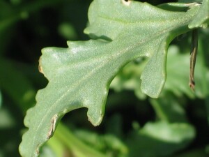 Sea Rocket leaf1