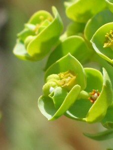 Flower-heads of Sea Spurge showing crescent shaped glands