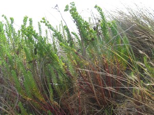 Stand of Sea Spurge
