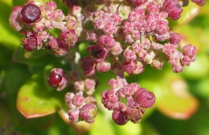 Developing fruit of Seaberry Saltbush