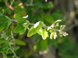 Leaved branch of Seaberry Saltbush