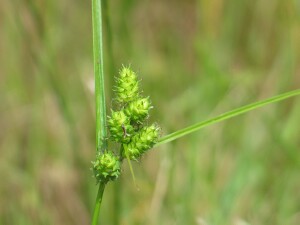 Knob Sedge flower-heads