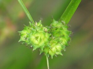 Knob Sedge spikelets