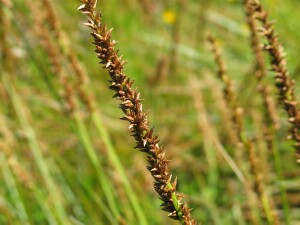 Mature flower-head of Tall Sedge